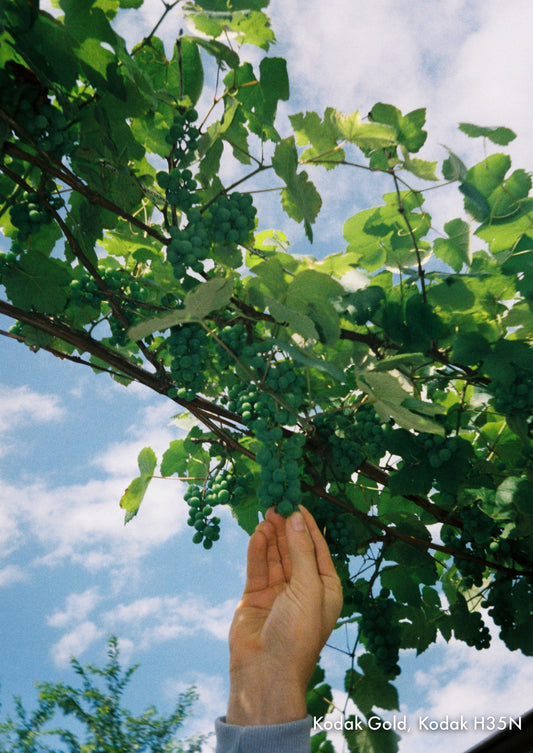 Halbbild | Entwickeln, Scans, Abzüge