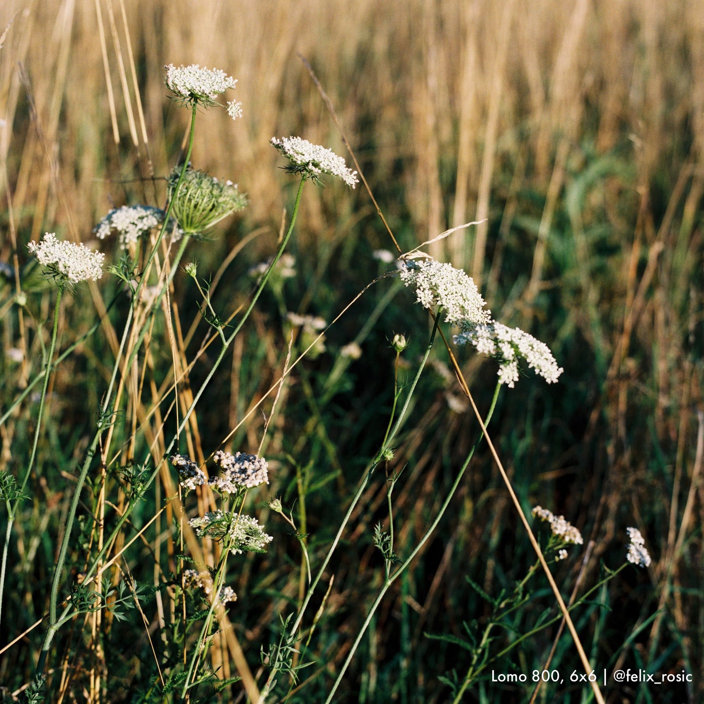Medium Format - C41, Farbnegativ | Entwicklung, Scans, Abzüge
